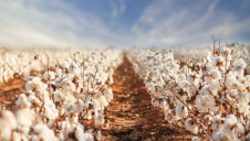 Cotton has a market value of $12bn and accounts for 31% of raw materials used in the textile market